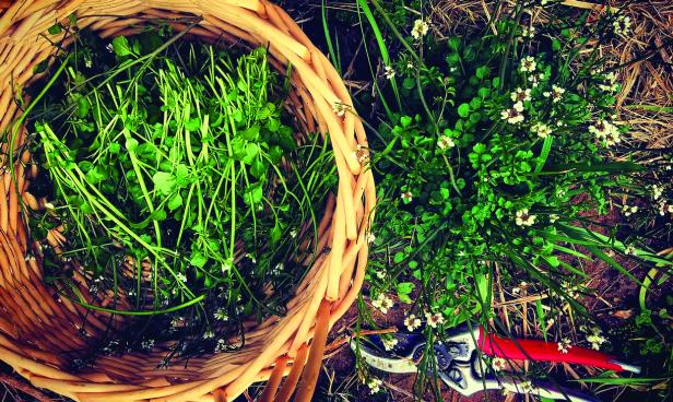 wicker basket with clippers and clippings of clovers