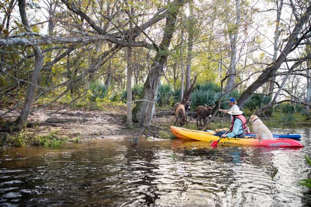 Kayakers visiting donkeys on the Serene 18 paddle trail in Augusta, Georgia. Photo by @benjamingalland
