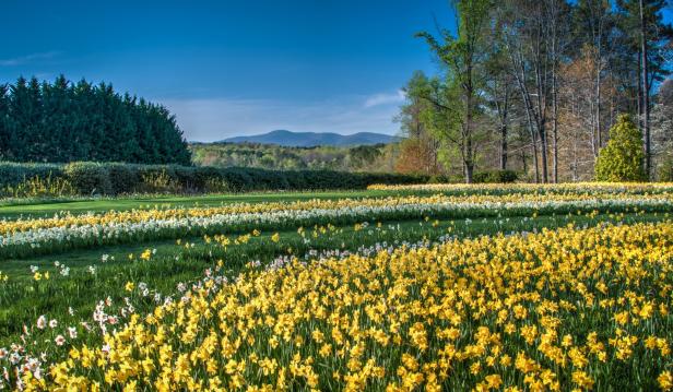 10 BEST Things to Do this Spring in Georgia (2024)