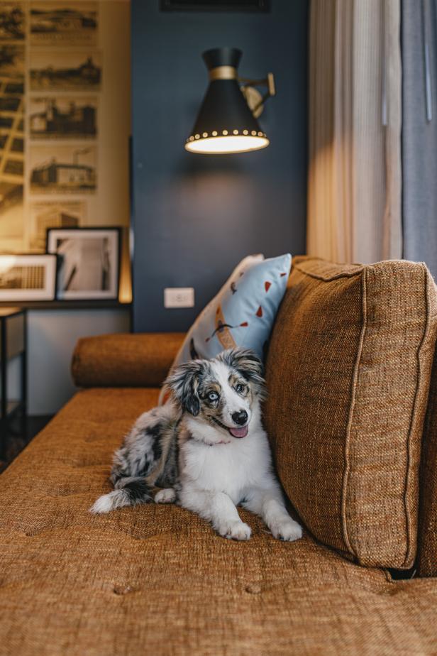 Dog lounging at Hotel Indigo Columbus