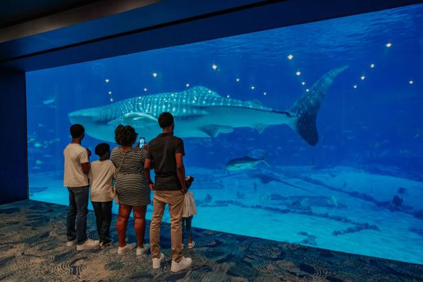 Family watching a whale shark at the Georgia Aquarium in Atlanta, Georgia