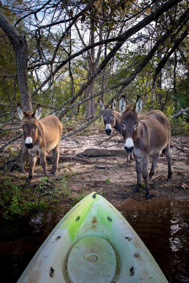 Donkeys on Stallings Island on the Serene 18 Paddle Trail
