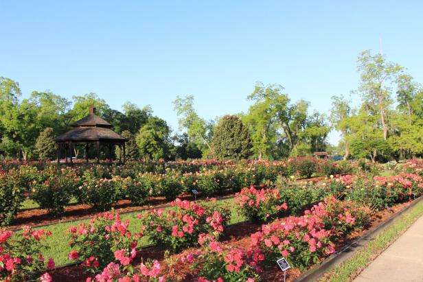 Thomasville Rose Garden in Thomasville, Georgia