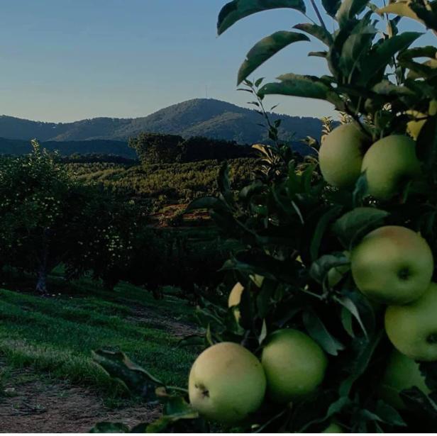Apples at R & A Orchards in Ellijay, Georgia
