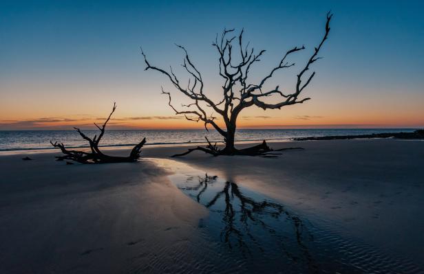Driftwood Beach on Jekyll Island, Georgia