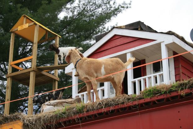 Goats on the Roof in Tiger, Georgia