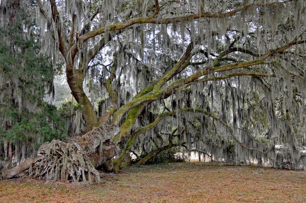 Hofwyl-Broadfield Plantation State Historic Site