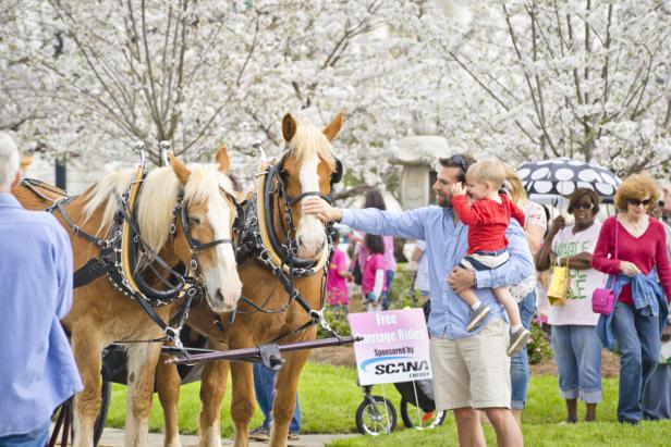 International Cherry Blossom Festival in Macon, Georgia