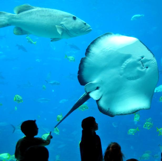 Georgia Aquarium