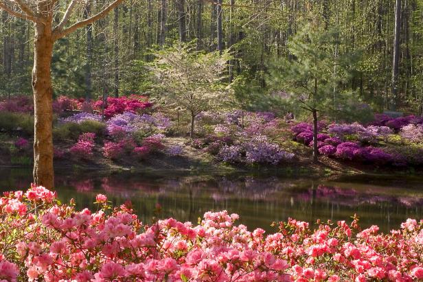 Azaleas at Callaway Resort & Gardens