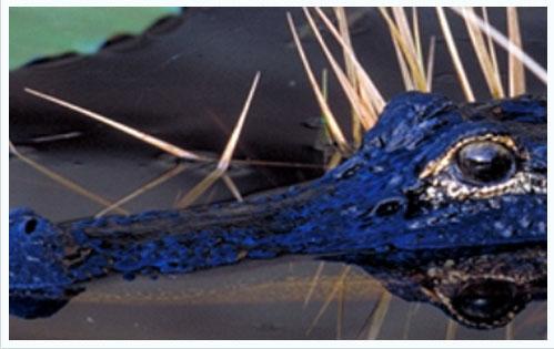 Alligator