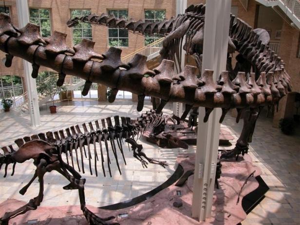 Fernbank Museum of Natural History