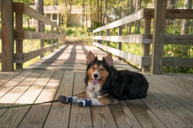 Dog at Laura Walker State Park in Waycross, Georgia