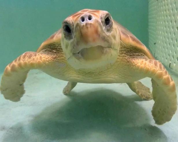 Sea Turtle