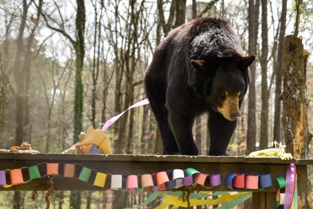 Bear Hollow Zoo in Athens, Georgia