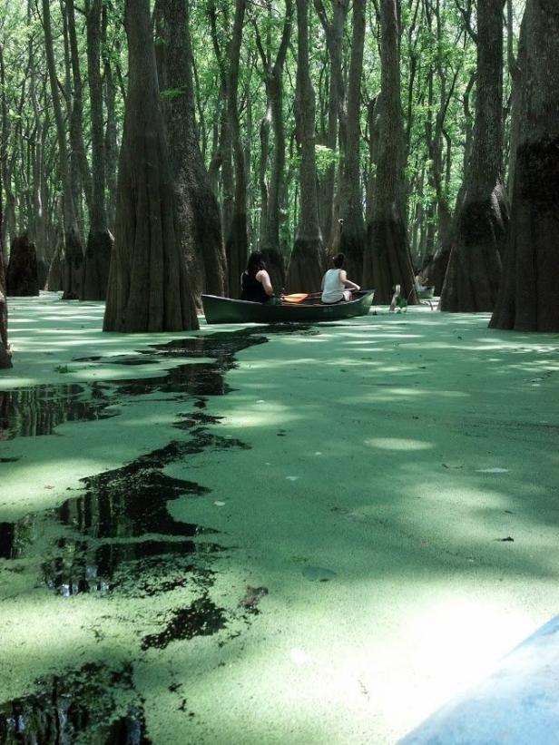 Kayaking in the Okefenokee Swamp. Photo by Taylor Coleman, @ooooogurl