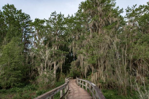 A boardwalk winding through a swamp