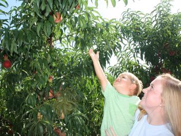 Two of the Echols family great-grand kids Oakley and Janna picking peaches!