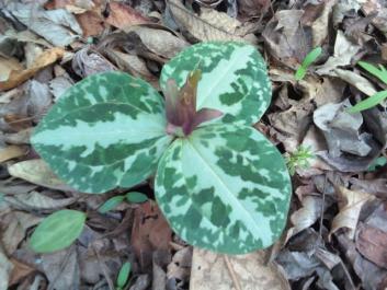 Rare Trillium