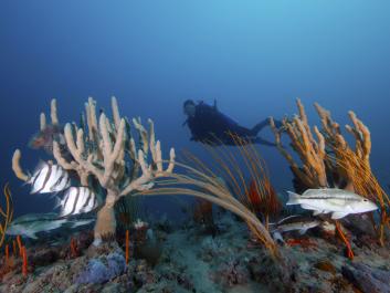 Diver at Gray's Reef with fishes and sponges. Photo by Greg McFall for NOAA