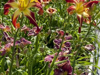 Daylilies in bloom