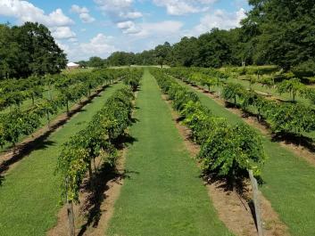Our Number 9 vineyard