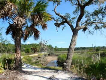 Skidaway Island trail