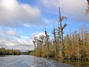 Okefenokee Swamp at Stephen C. Foster.
