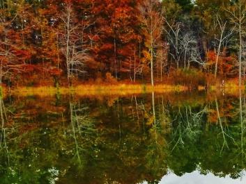 Fall Colors Haig Mill Lake Park