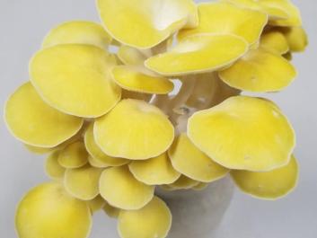 Golden Oyster mushroom
