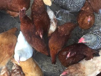 A flock of Hens on Six Acres Farm