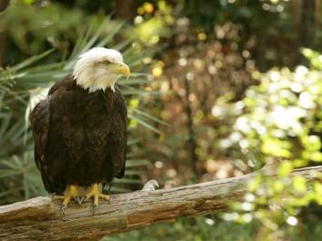 Center for Wildlife Education and the Lamar Q Ball, Jr. Raptor Center