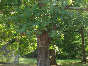 Wills Park Arboretum