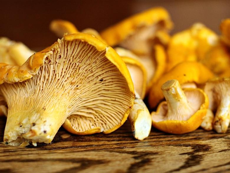 Mushroom Festival Official Tourism & Travel Website