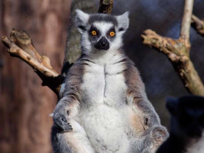 Wild Encounter Lemur Official Tourism & Travel site