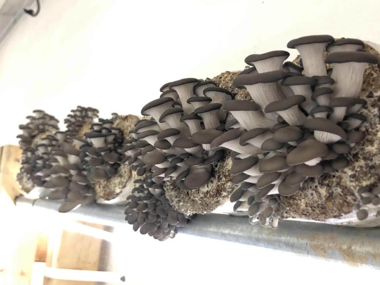 Ellijay Mushrooms Fungi 5K Run ThRoo the Roo Official Tourism