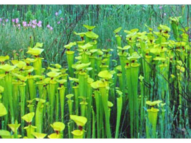 Doerun Pitcherplant Bog Wildlife Management Area Official