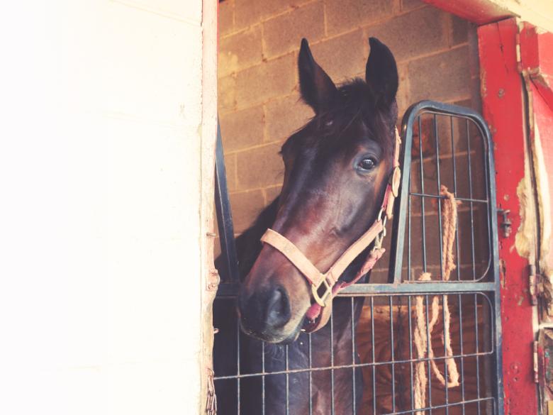 Hawkinsville Harness Training Facility Official Tourism