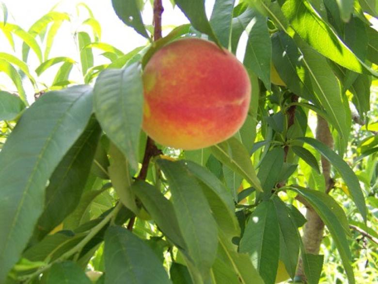 Lawson Peach Shed Official Tourism & Travel site Explore