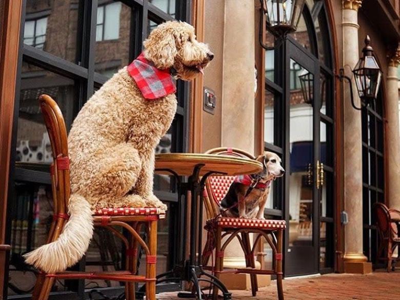 Café Intermezzo Midtown Atlanta Official Tourism & Travel