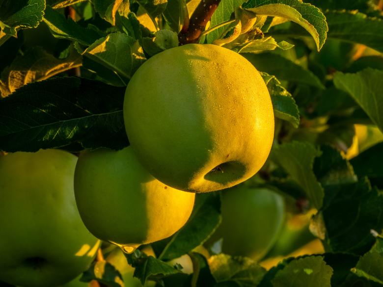 Mercier Orchards Official Tourism & Travel site Explore