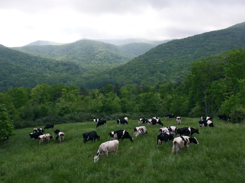 Mountain Valley Farm and Store Official Tourism & Travel