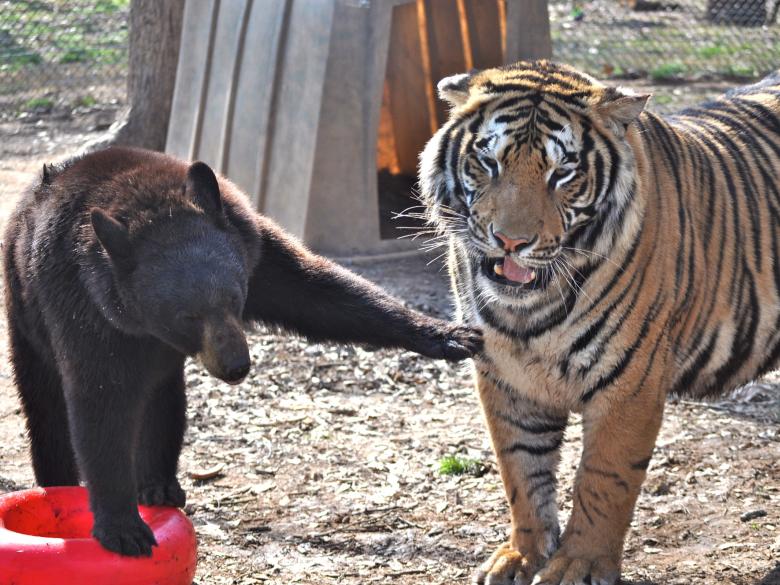 noah's ark cat rescue