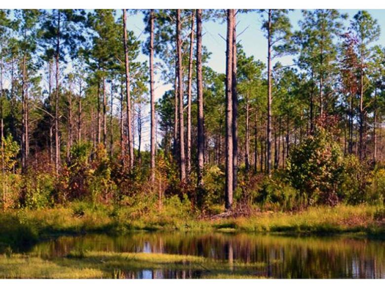 Fall Line Sandhills Wildlife Management Area Official Tourism