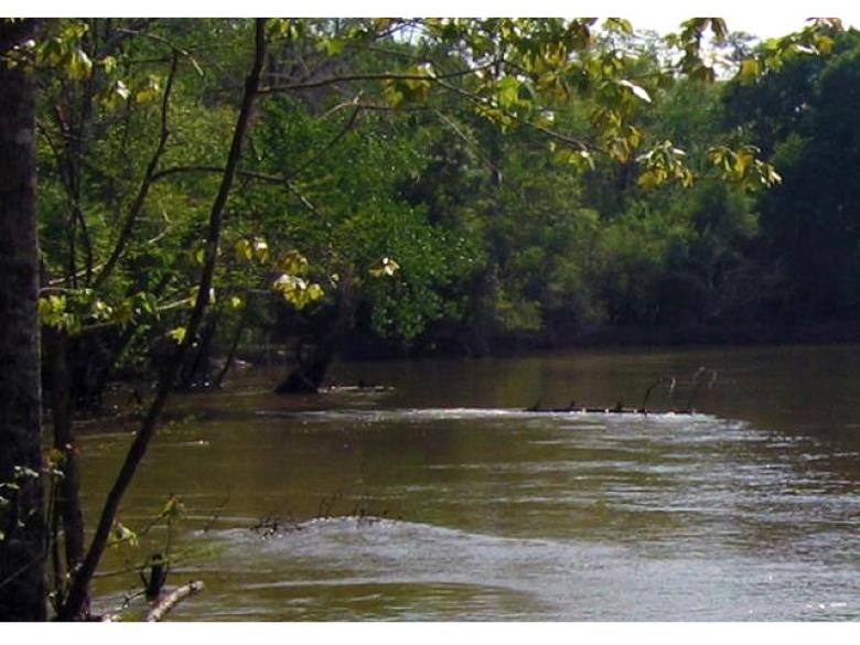 Flat Tub Wildlife Management Area | Official Georgia Tourism & Travel