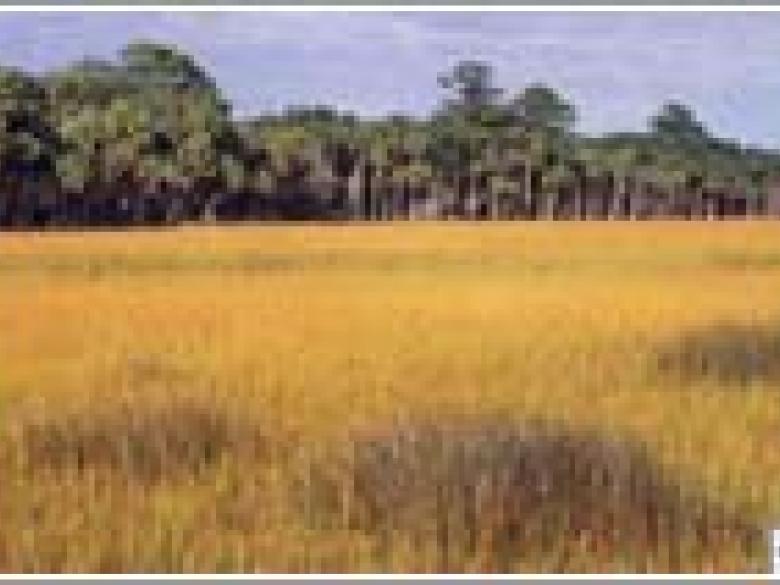 Ossabaw Island Official Tourism & Travel site Explore