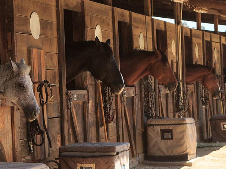 Bent Tree Stables Official Tourism & Travel Website Explore