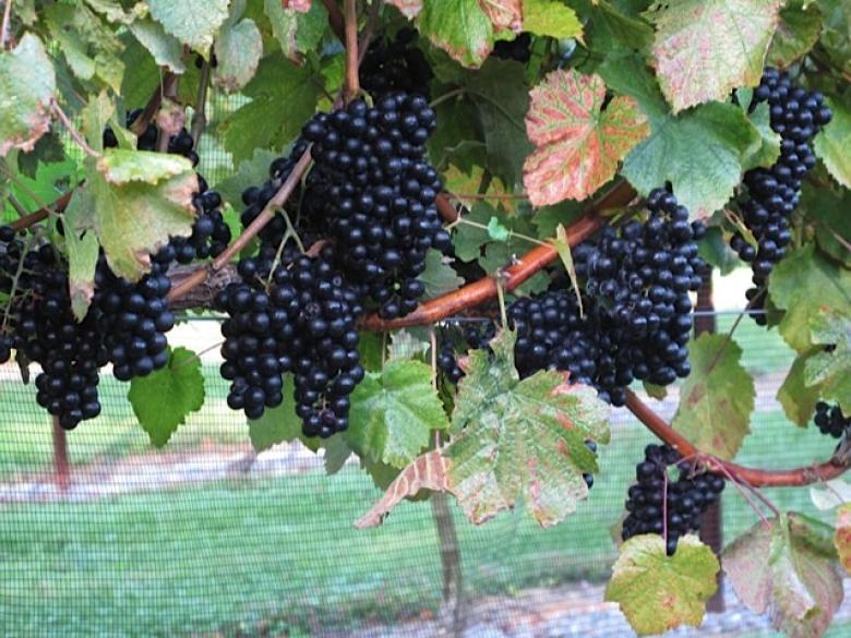 Stonewall Creek Vineyards Official Tourism & Travel site