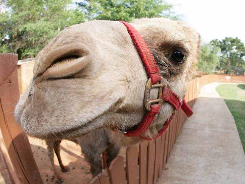 Wild Animal Safari Official Georgia Tourism Travel Website Explore Georgia Org