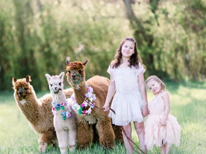 L&R Alpaca Haven Farm Official Tourism & Travel site